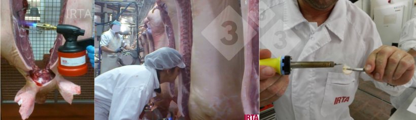 Figura 1: Valutazione di una carcassa on line e del grasso at line utilizzando il naso umano.